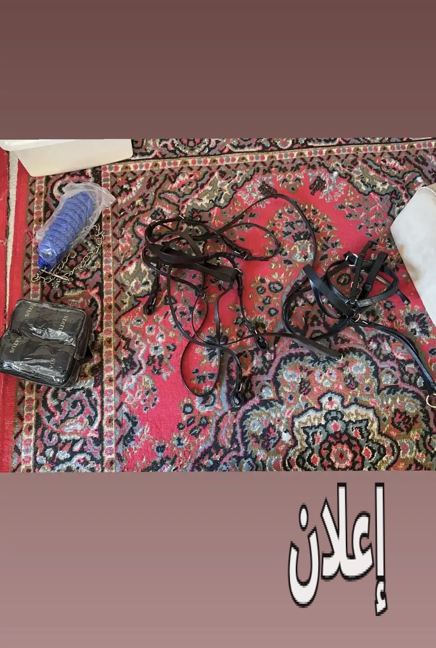 خيول خيل
