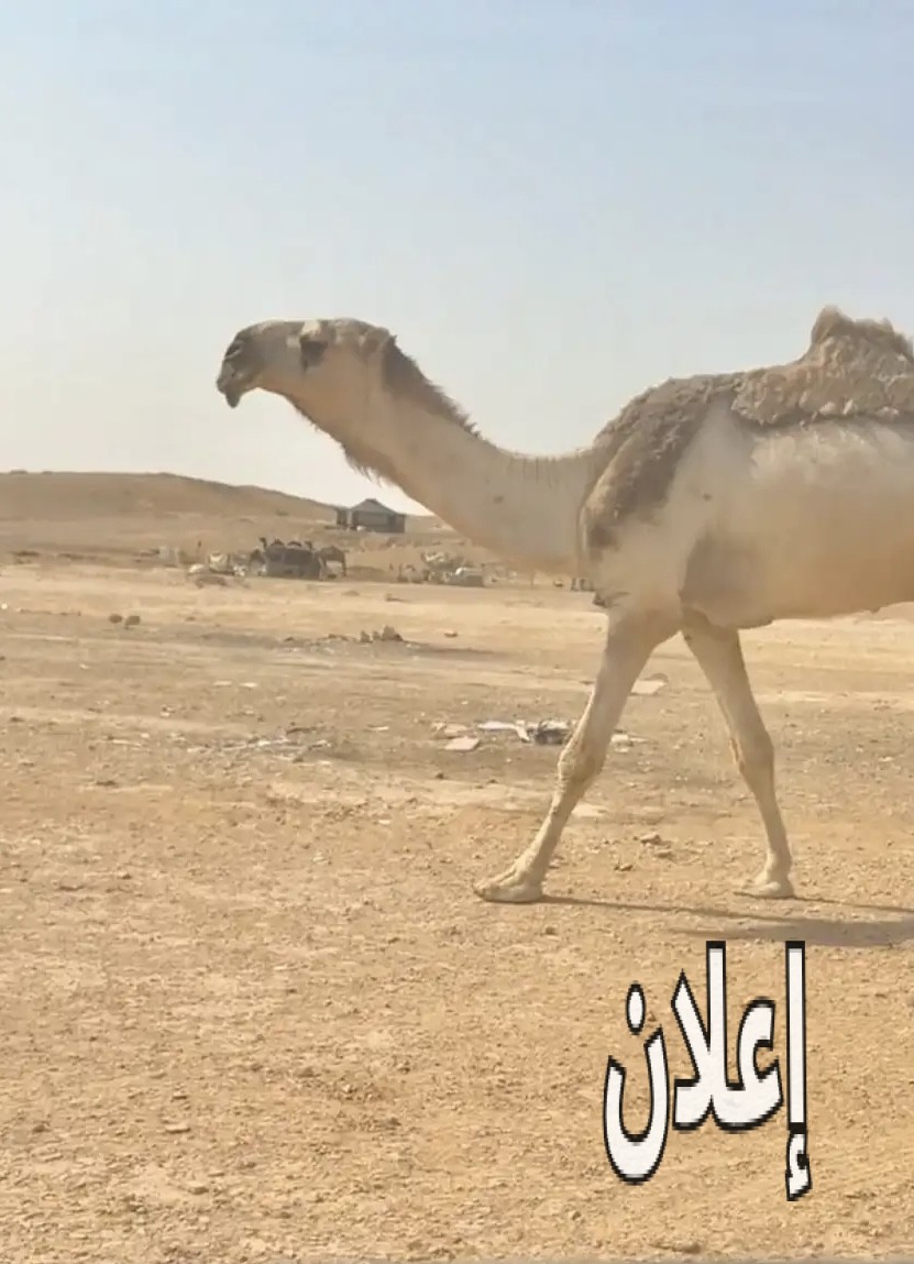قعود باتلي