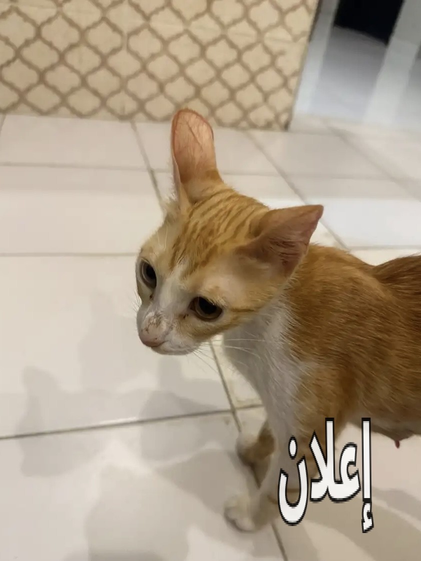 قطط للتبني