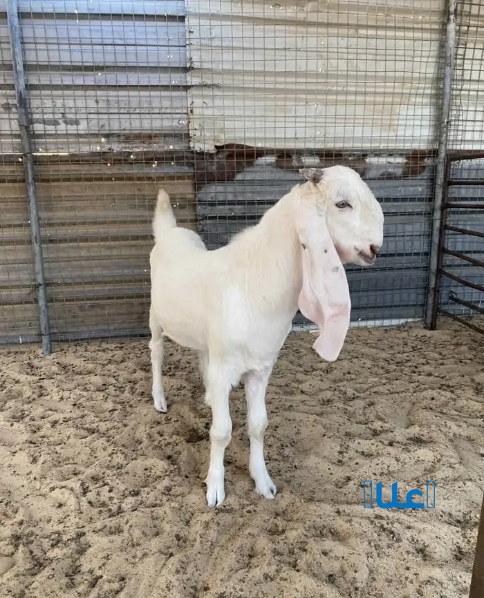 3 تيوس للبيع العمر حول 4 شهور