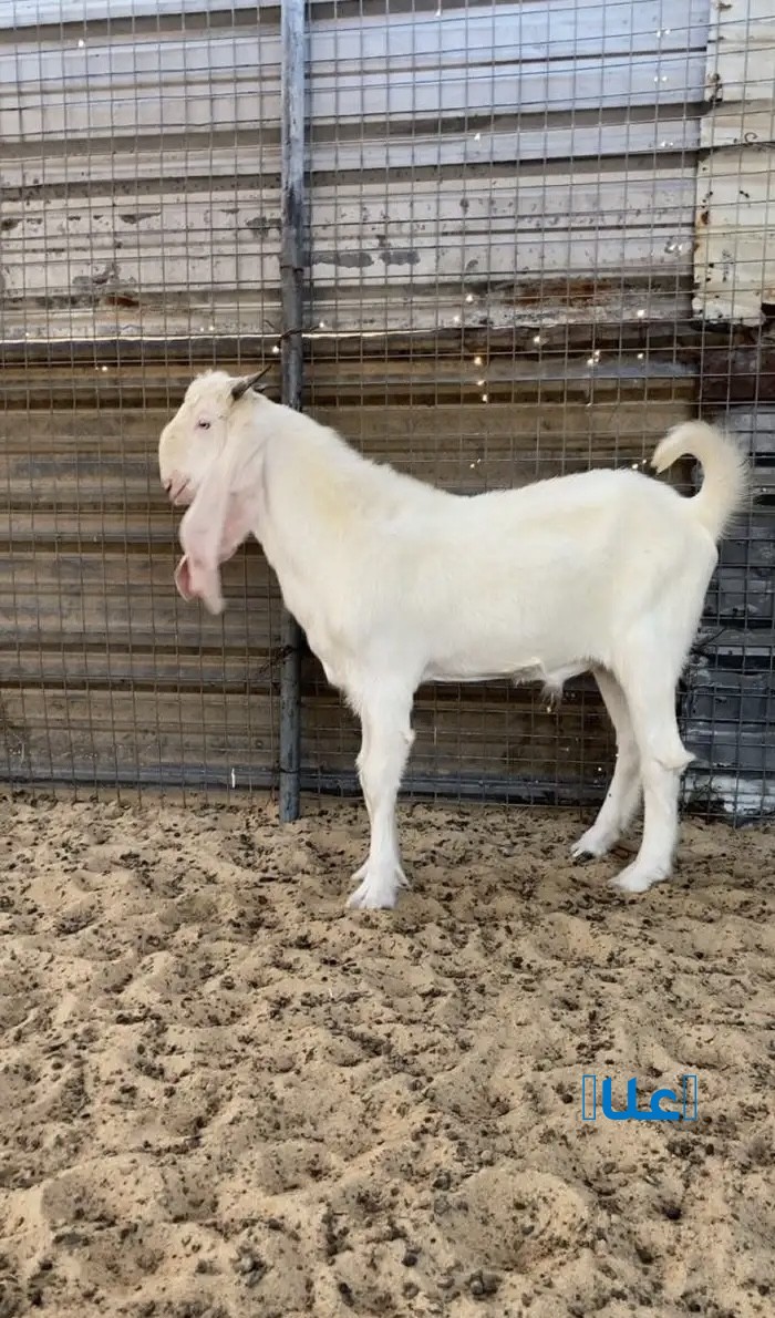 3 تيوس للبيع العمر حول 4 شهور