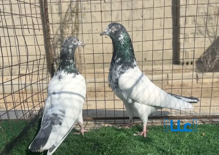 حمام باكستاني