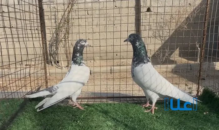 حمام باكستاني