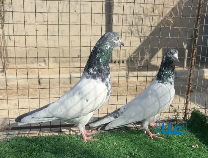 حمام باكستاني