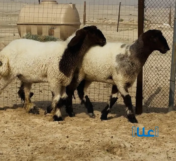 جذعات نعيم لون واحد مقاني