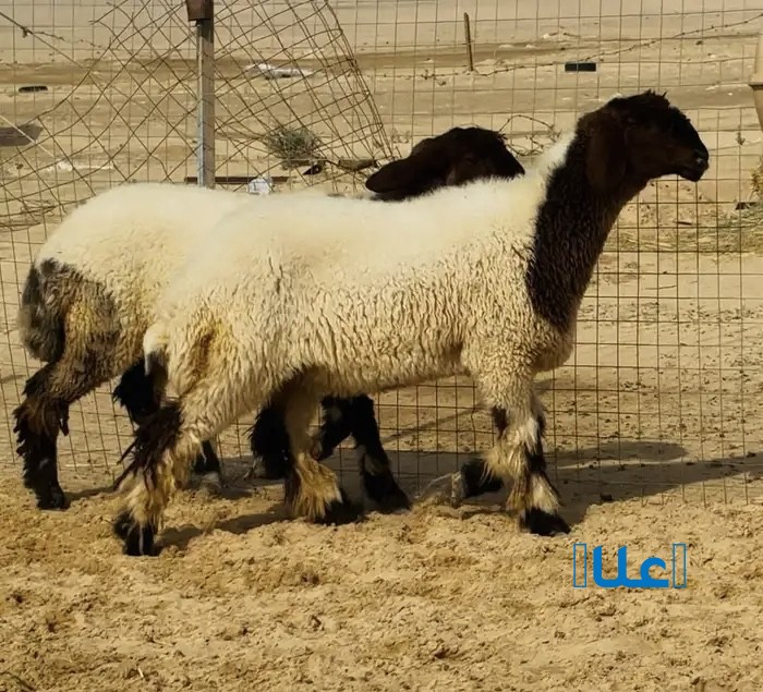 جذعات نعيم لون واحد مقاني